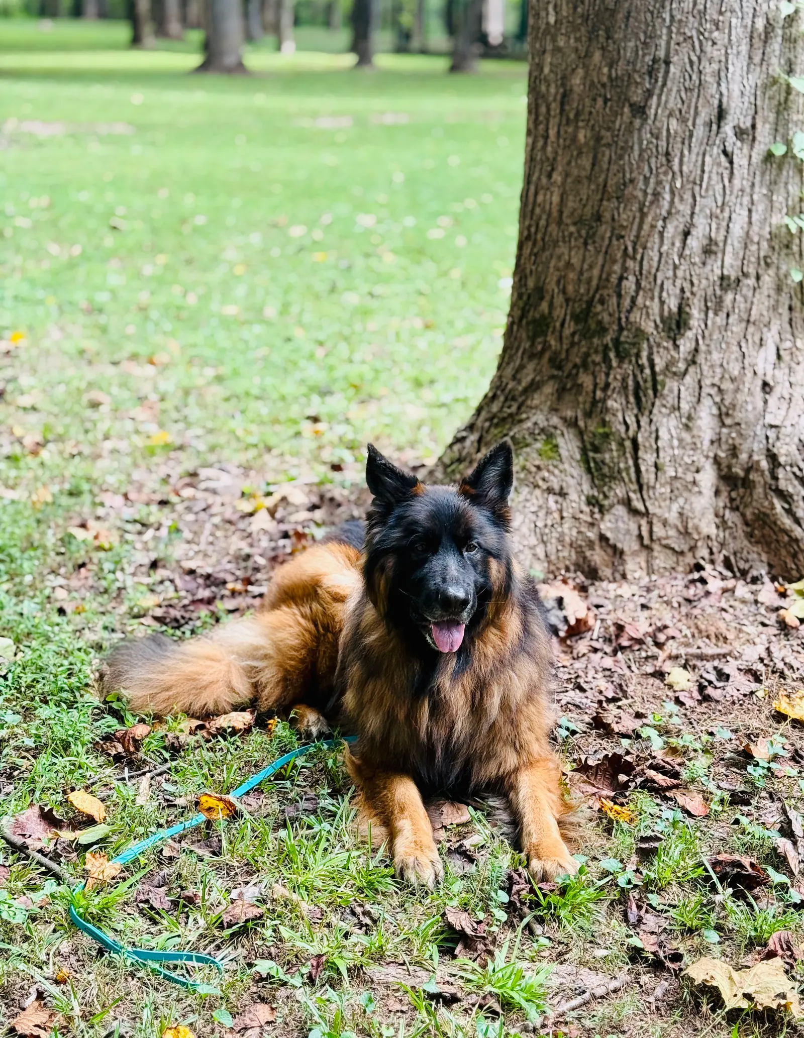 Pet sitting and in-home animal care 12